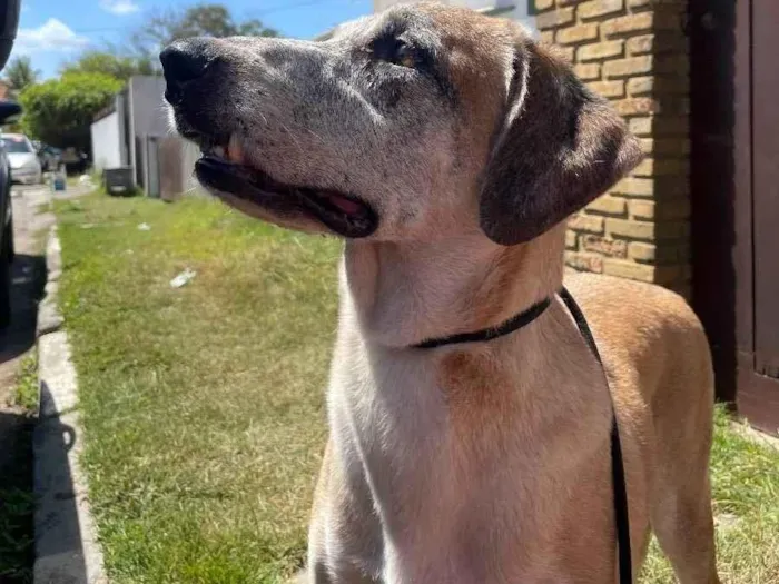 Cachorro ra a SRD idade 6 ou mais anos nome Chuvisco