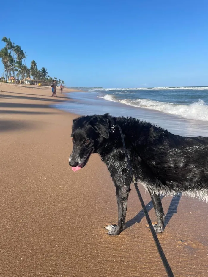 Cachorro ra a SRD idade 6 ou mais anos nome Gege