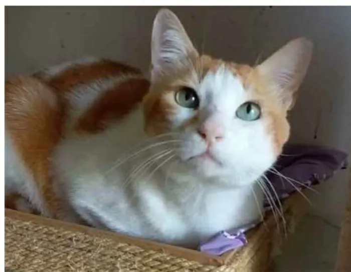 Gato ra a srd bicolor idade 2 anos nome TAYLOR