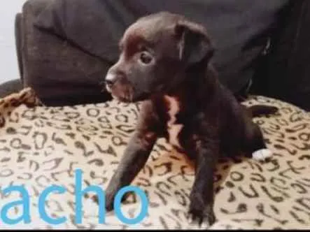 Cachorro ra a SRD idade 2 a 6 meses nome Toddy