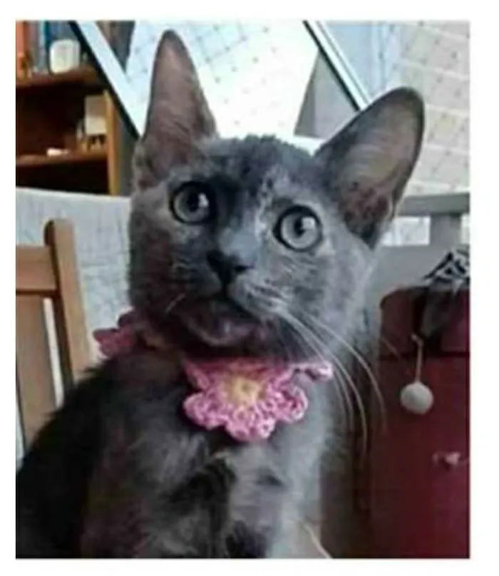 Gato ra a srd  idade 2 a 6 meses nome MARIA