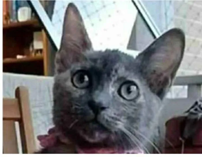 Gato ra a srd  idade 2 a 6 meses nome MARIA