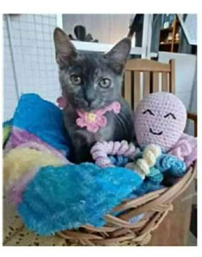 Gato ra a srd  idade 2 a 6 meses nome MARIA