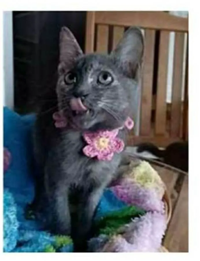 Gato ra a srd  idade 2 a 6 meses nome MARIA