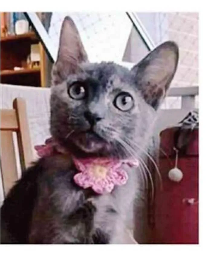 Gato ra a srd  idade 2 a 6 meses nome MARIA