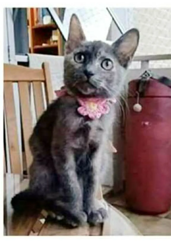 Gato ra a srd  idade 2 a 6 meses nome MARIA