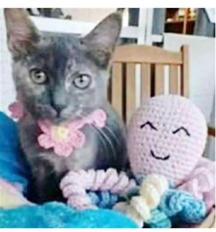Gato ra a srd  idade 2 a 6 meses nome MARIA