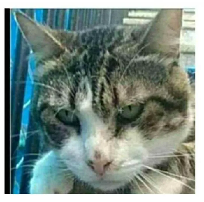 Gato ra a srd  idade 5 anos nome RAÍ