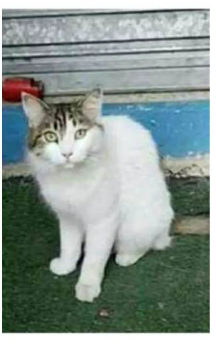 Gato ra a srd  idade 1 ano nome FIONA