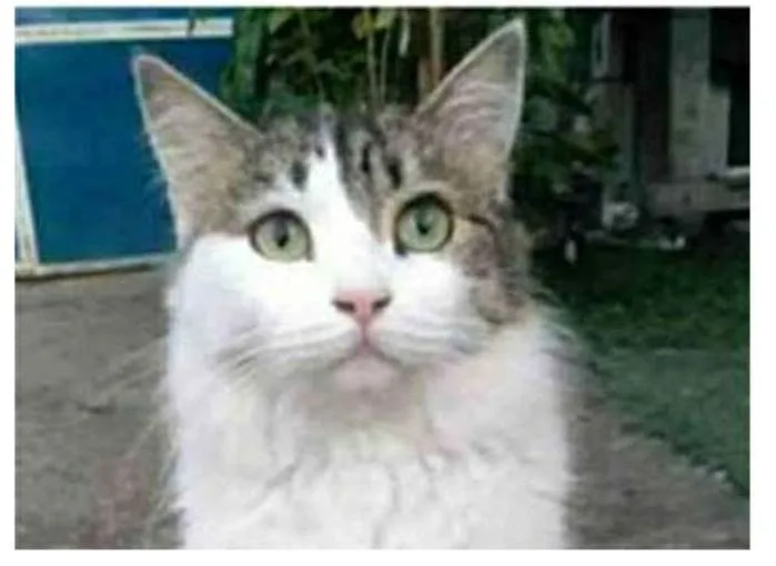 Gato ra a srd  idade 1 ano nome FIONA