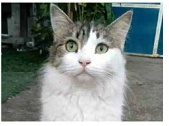 Gato ra a srd  idade 1 ano nome FIONA