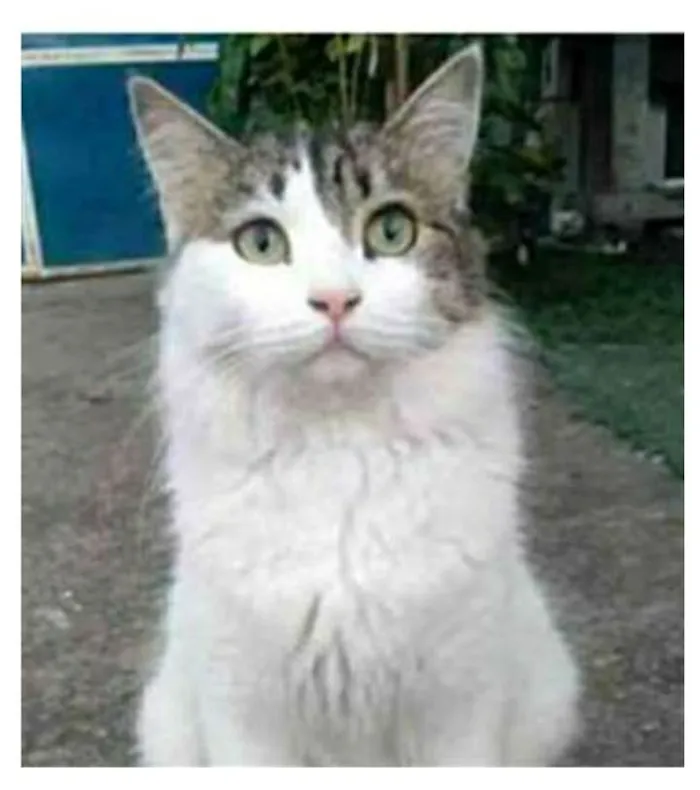 Gato ra a srd  idade 1 ano nome FIONA