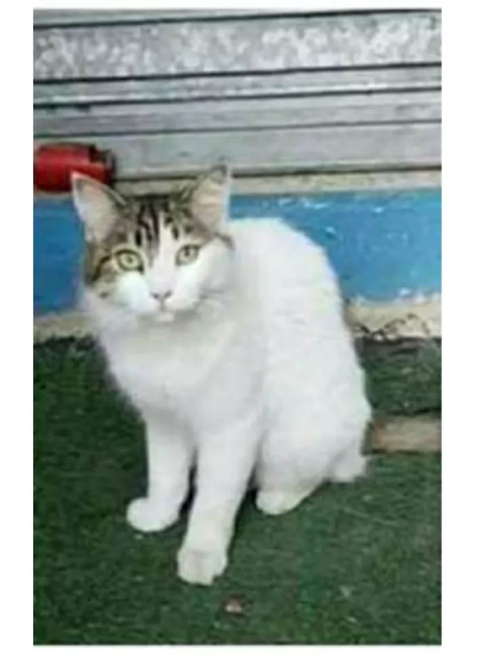 Gato ra a srd  idade 1 ano nome FIONA