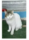 FIONA