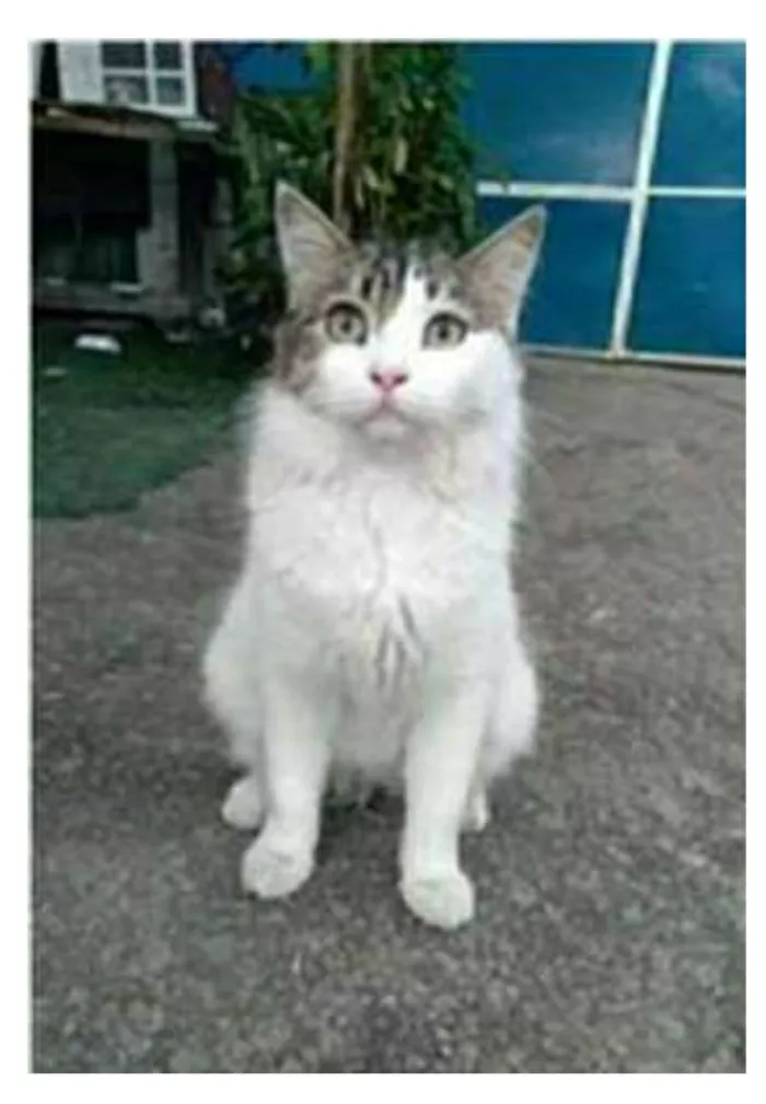 Gato ra a srd  idade 1 ano nome FIONA