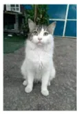 FIONA