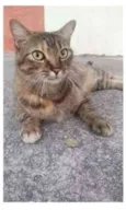 JULLY