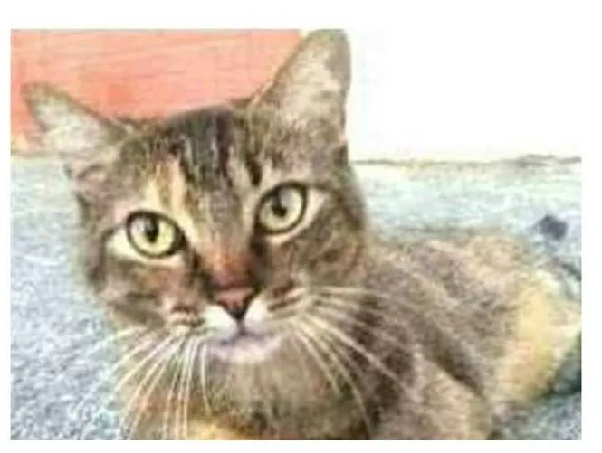 Gato ra a srd idade 4 anos nome JULLY