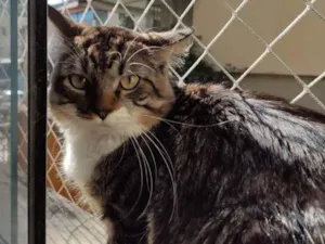 Gato raça SRD idade 1 ano nome Coyote