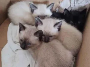 Gato raça Não sei idade Abaixo de 2 meses nome Não tem