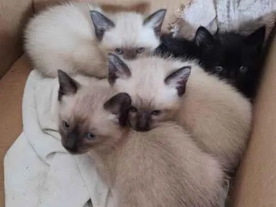 Gato raça Não sei idade Abaixo de 2 meses nome Não tem