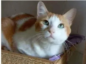 Gato raça srd bicolor idade 2 anos nome TAYLOR