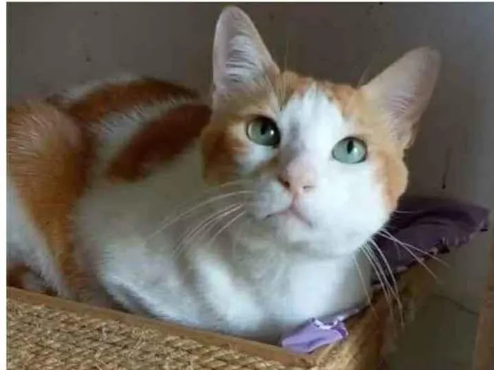 Gato ra a srd bicolor idade 2 anos nome TAYLOR