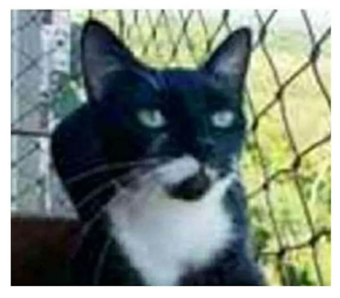 Gato ra a srd frajolinha  idade 1 ano nome ELISA