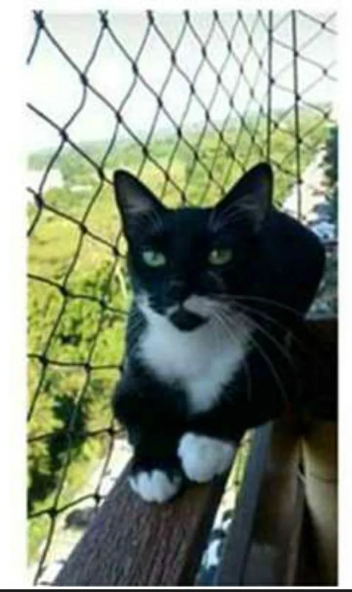 Gato ra a srd frajolinha  idade 1 ano nome ELISA