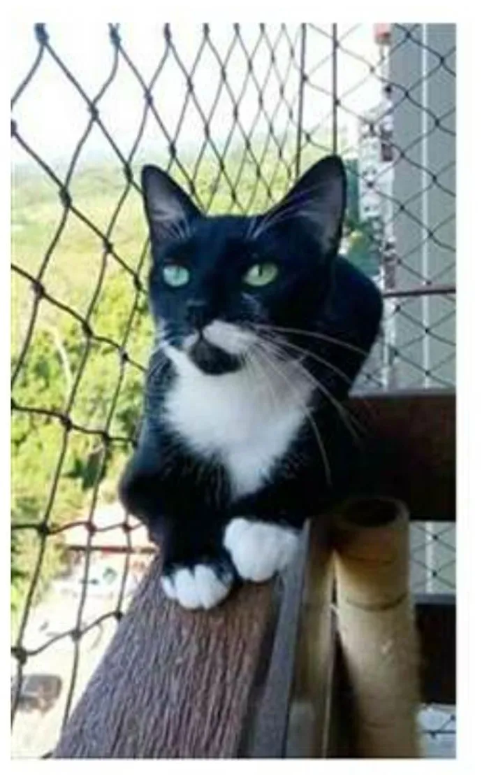 Gato ra a srd frajolinha  idade 1 ano nome ELISA