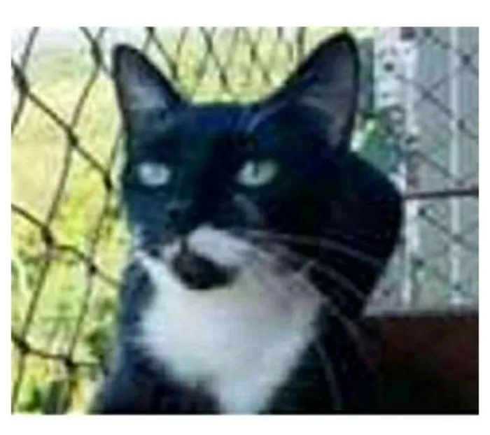 Gato ra a srd frajolinha  idade 1 ano nome ELISA
