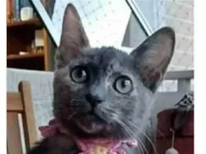 Gato raça srd  idade 2 a 6 meses nome MARIA