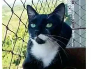 Gato raça srd frajolinha  idade 1 ano nome ELISA