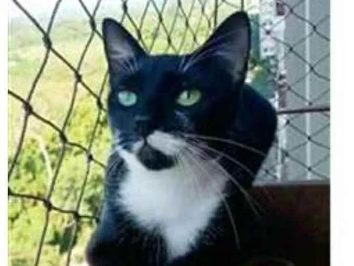 Gato ra a srd frajolinha  idade 1 ano nome ELISA