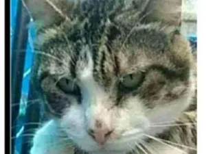 Gato raça srd  idade 5 anos nome RAÍ