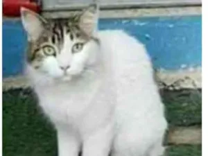 Gato raça srd  idade 1 ano nome FIONA