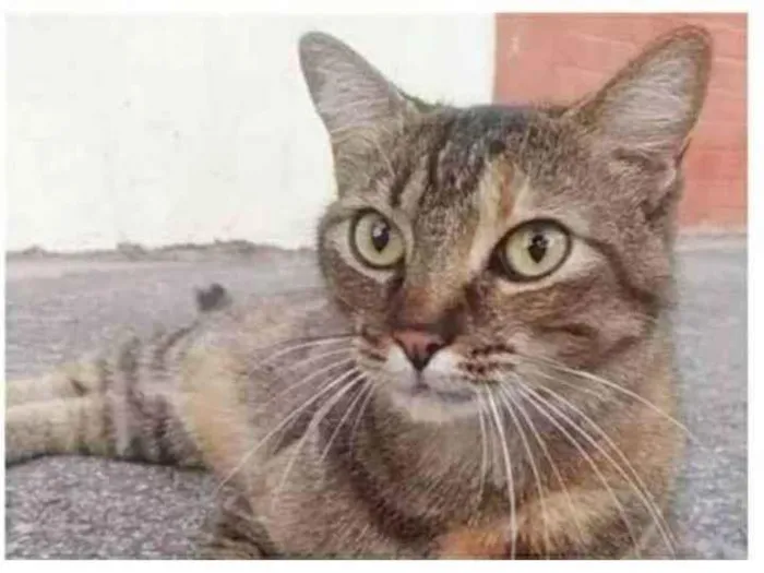 Gato ra a srd idade 4 anos nome JULLY