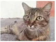 JULLY