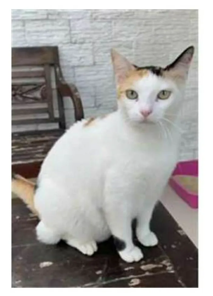 Gato ra a srd tricolor idade 1 ano nome DÁLIA