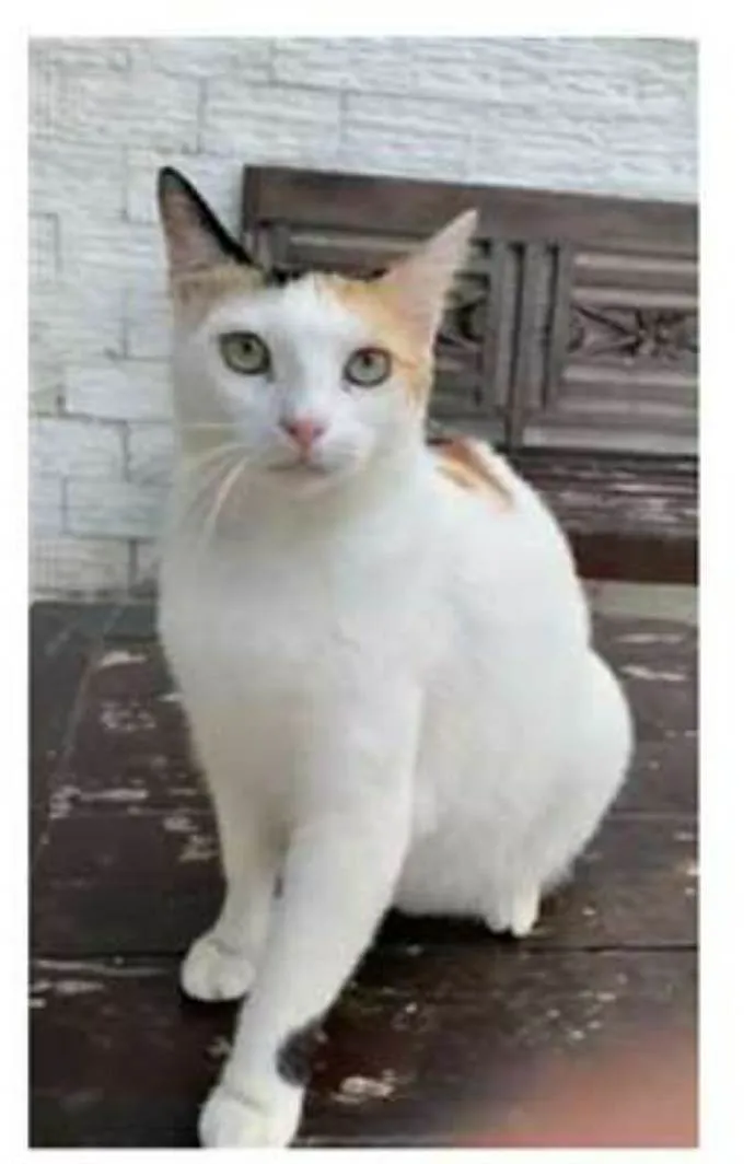 Gato ra a srd tricolor idade 1 ano nome DÁLIA
