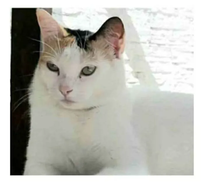 Gato ra a srd tricolor idade 1 ano nome DÁLIA