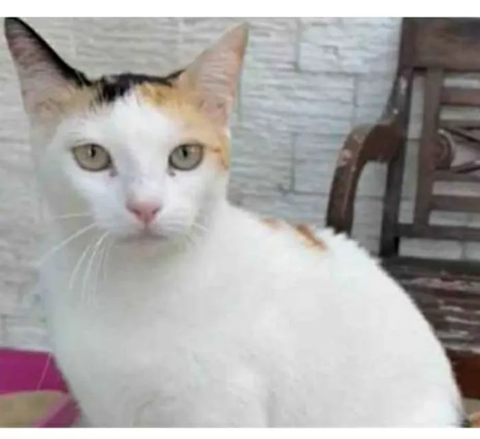 Gato ra a srd tricolor idade 1 ano nome DÁLIA