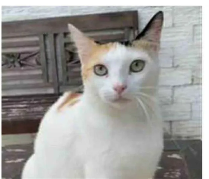 Gato ra a srd tricolor idade 1 ano nome DÁLIA