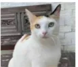 DÁLIA
