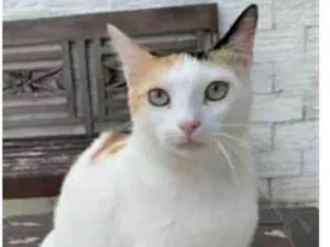 Gato raça srd tricolor idade 1 ano nome DÁLIA
