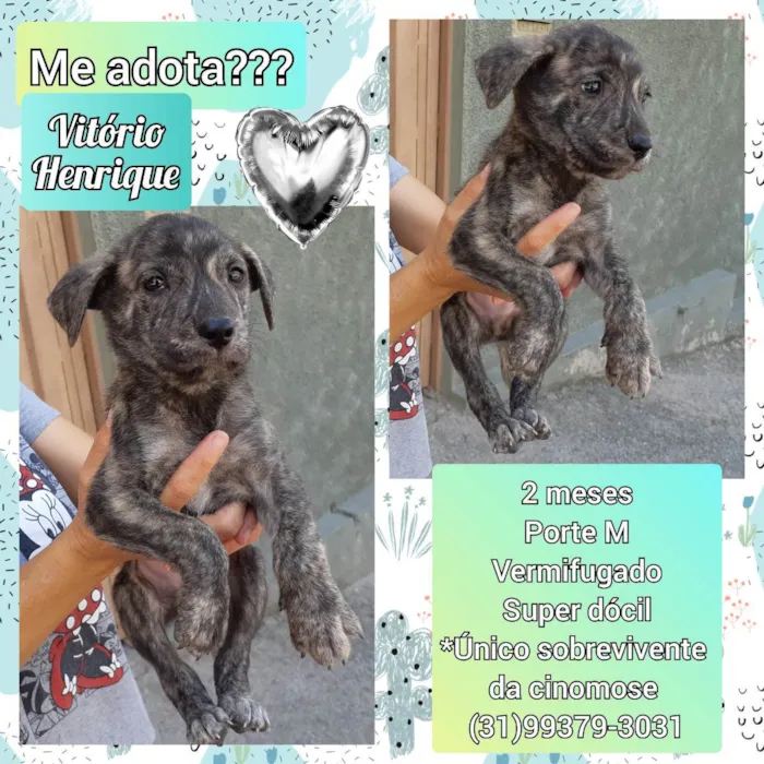 Cachorro raça SRD idade Abaixo de 2 meses nome Vitório 