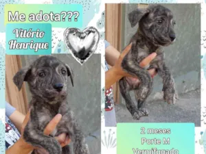 Cachorro raça SRD idade Abaixo de 2 meses nome Vitório 