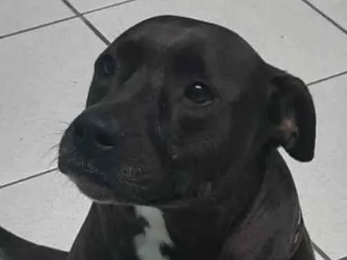 Cachorro ra a Staffordshire Terrier idade 6 ou mais anos nome Frederico