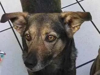 Cachorro ra a sem raça definida idade 6 ou mais anos nome Filomena