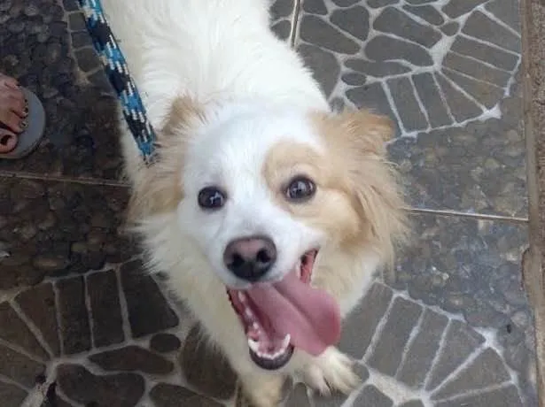 Cachorro raça Srd  idade 1 ano nome Thor lindo porteP 